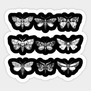 Moths Sticker